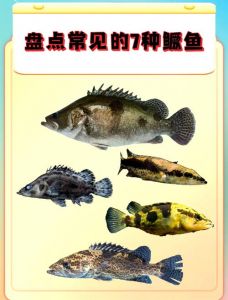 桂鱼鳜鱼一样吗_桂鱼鳜鱼一家亲，名贵鲜美要保护