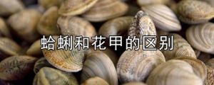 蛤蜊与花甲是一种吗_冷水热水哪个好？