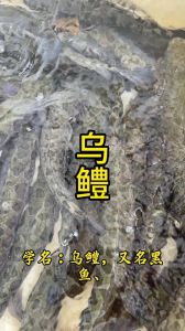 乌鱼与黑鱼的区别_乌鱼黑鱼有啥不同？