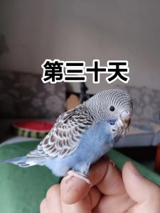 虎皮可以孵化玄凤蛋吗_虎皮鹦鹉孵玄凤蛋成功率低，需注意环境翻蛋和营养