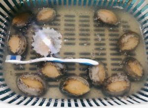 鲍鱼洗干净后怎么保存_冷藏冷冻有讲究