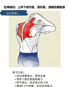 菱形肌拉伸动作图解_菱形肌放松致驼背？拉伸改善姿势！