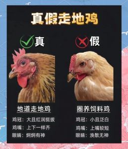 母鸡头和公鸡头区别图片_公鸡母鸡外形区别与养殖要点