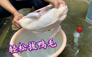 鸭毛细毛怎么拔才会又快又干净_拔鸭毛难？试试烫酒松香法，快速干净！