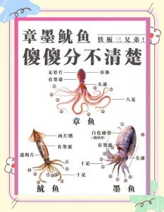 鱿鱼和乌贼是同一种动物吗_智慧变色喷墨，味道不同