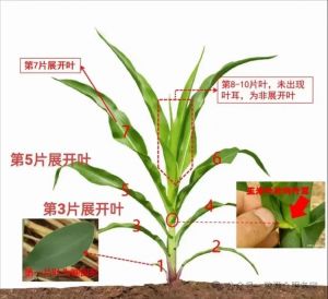怎样根据玉米叶夹角判断株型_玉米展开度看叶夹角和叶鞘，管理增产有依据