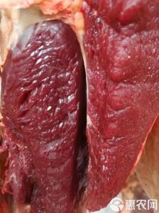 牛肉上的白色是肥肉吗_牛肉白霜是脂肪，肥膘影响口感