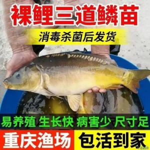 裸鲤是什么鱼_国家二级保护鱼