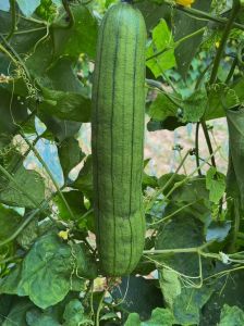 丝瓜成熟季节_夏秋棱丝瓜，水瓜早熟，熟了就摘吃，营养好做法多！