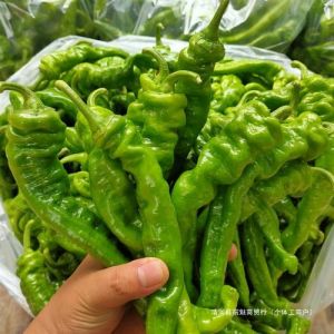青椒有辣味吗_青椒辣味来源及食用小贴士
