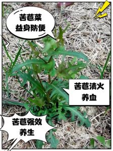 苦苣菜家常做法_苦苣菜多做法，清热又美味！