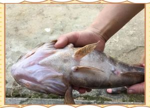 土憨巴是不是笋壳鱼_本土鱼与外来鱼的生存竞争