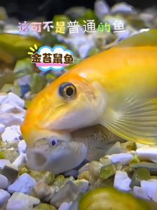 金苔鼠鱼会吃黑壳虾吗_金苔鼠鱼与黑壳虾混养注意要点