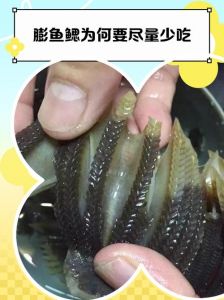 鱼鳃是哪里_鱼的呼吸器官和腥味来源