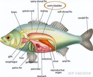 鱼鳍的位置_鱼鳍种类功能及再生能力