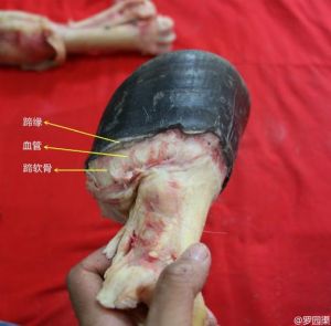 马的蹄子为什么是硬的_马蹄硬是进化来的，能跑能耐磨