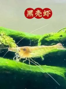 鱼缸养黑壳虾要注意什么_新手养黑壳虾风险高需注意