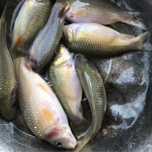 禾花鲤和鲤鱼的区别_稻田美食，独特鲜美