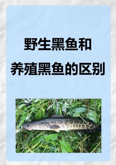白乌鱼和黑乌鱼哪个对伤口愈合好_白乌鱼营养胜黑乌鱼，助伤口愈合