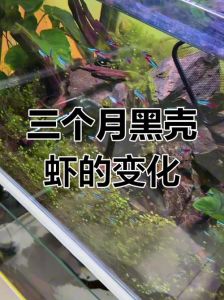 鳑鲏可以和黑壳虾混养吗_鳑鲏黑壳虾混养技巧与注意事项