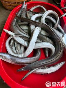 东海海鳗有几种_东海海鳗丰富多样，经济价值高