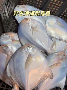 海捕白鲳又叫银鲳鱼吗_海捕白鲳和银鲳鱼怎么区分？