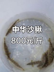 沙鳅鱼和泥鳅的区别_沙鳅泥鳅口感营养对比