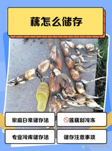 带泥巴的莲藕怎么保存_埋藏清水冷藏，或做藕粉