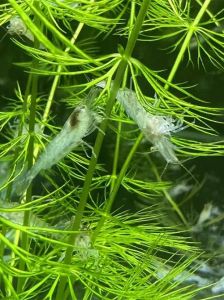 草金鱼吃黑壳虾吗_草金鱼和黑壳虾能一起养吗？