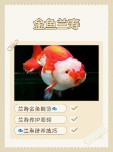 兰寿鱼是冷水鱼吗_兰寿鱼温度要求高，新手养需注意