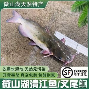 钳鱼与江团是不是一种鱼_两种不同鱼
