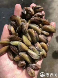 淡水海瓜子_海瓜子营养美味，食用需注意！