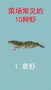 有虾子的虾是什么虾_带卵虾辨析，大虾明虾白虾怎么选？