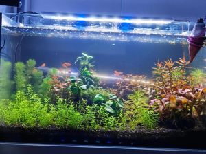 有水就能养鱼虾_清水养鱼虾 高收益秘诀