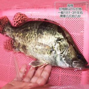 淡水桂花鱼_水草静处，活饵锋钩