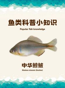 鳀鱼是冷水鱼吗_常见食用鱼，繁殖力强，资源需保护