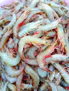 东海常见的虾_东海鲜虾多，可吃可养殖