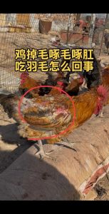 鸡掉毛严重怎么处理_正常与异常及防治方法