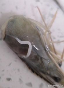 甜虾有寄生虫吗_甜虾虽美味，生食风险高，烹饪后安心吃