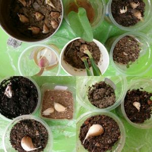 温府秘事：探索软糖罐子背后的甜蜜故事与制作秘密