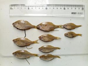 鲹鱼又叫什么鱼_食用价值与养殖现状