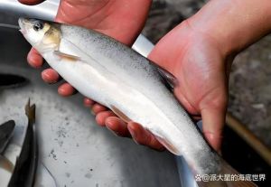鳃裂开口于体外的鱼_呼吸捕食利器，生态保护关键