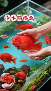 新手水族箱十大首选冷水鱼_金鱼锦鲤与特色鱼种养护要点