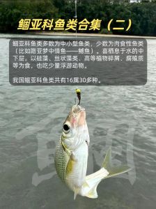 鲔鱼俗称什么鱼_金枪鱼营养高，生熟可吃，市场分等级