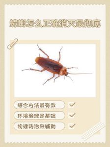 小蟑螂怎么消灭最彻底_肥皂洗衣粉小苏打硼砂