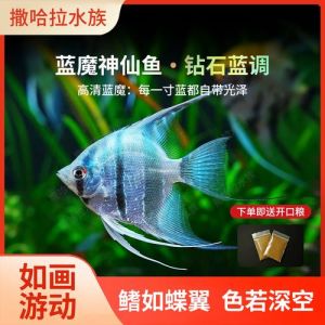 蓝魔鱼可以和什么鱼混养_性格体型决定能否共处