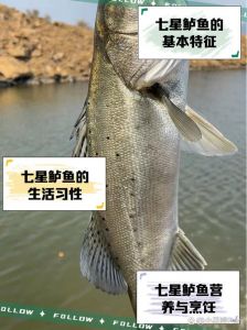 鲽鱼和鲈鱼哪个上档次_鲽鱼贵有爱，鲈鱼亲有余