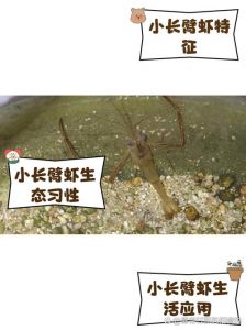 虾是节肢动物吗_节肢动物，美食与生态保护焦点