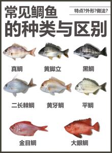 真鲷是什么鲷鱼吗_名贵海鱼，鲜嫩美味