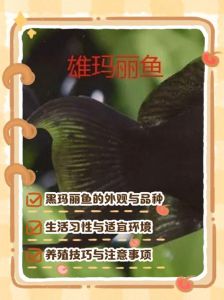 玛丽鱼能和黑壳虾混养吗_玛丽鱼与黑壳虾混养注意事项